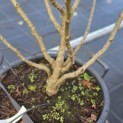 Liquidambar styraciflua 'Gum Ball' - 3