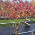 Liquidambar styraciflua 'Gum Ball' - 2