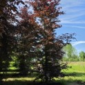 Fagus sylvatica 'Atropunicea' - mei 2026