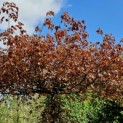Fagus sylvatica 'Atropunicea' - 2
