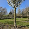 Prunus Umineko - Foto 2