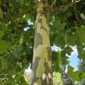 Platanus x hispanica - 5