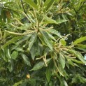 Castanea sativa - 8