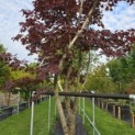 Acer palmatum 'Bloodgood' - 5