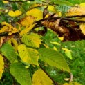 Carpinus betulus - impressie herfst