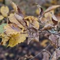 Carpinus betulus - impressie herfst