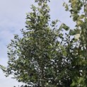Ilex 'Nellie R. Stevens' - 2