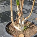 Betula utilis 'Doorenbos' - 1
