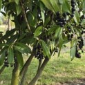 Prunus laurocerasus 'Caucasica' - 3