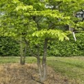 Parrotia persica 'Bella' - 3