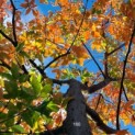 #160 Acer griseum x nikoense Papierahorn