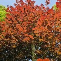 Fagus sylvatica 'Atropunicea' - 3