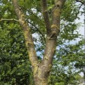 Gleditsia triachantos 'Sunburst' - Foto 1