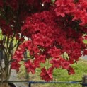 Rododendron Azalea 'Stewartstonian' - 3
