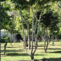 Parrotia persica - 4