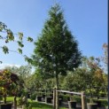 Thuja plicata 'Gelderland - 5