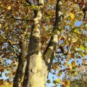 Platanus x hispanica - 3