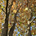 Platanus x hispanica - 2