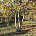 Platanus x hispanica - 1