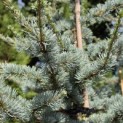 Cedrus libani 'Glauca' - Foto 1