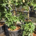 Quercus x turneri 'Pseudoturneri' - 3