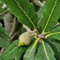 Quercus x turneri 'Pseudoturneri' - impressie eikeltje