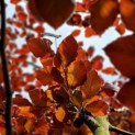 Fagus sylvatica 'Atropunicea' - impressie kleurnuances rode of bruine beuk