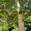 Betula utilis 'Jacquemontii' (Doorenbos) - 4