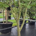 Acer palmatum 'Osakazuki' - Foto 2