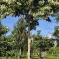 Heptacodium miconioides - Foto 3