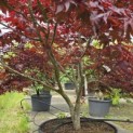 Acer palmatum 'Fireglow' - 2