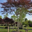 Acer palmatum 'Trompenburg' - Foto 2