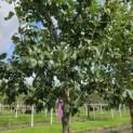 Prunus domestica 'Opal' - Foto 3