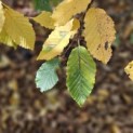 Carpinus betulus - 1