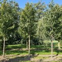 Prunus avium 'Regina' - 1