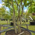 Parrotia persica - 1