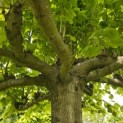 Tilia americana 'Nova' - 2