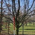 Carpinus betulus 'Frans Fontaine'   (Fastigiata) - 1