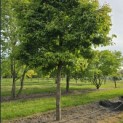 Acer Triflorum - 2