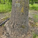Liriodendron tulipifera - 3