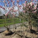 Magnolia 'Soulangeana' - 1