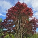 Acer palmatum 'Atropurpureum' - Foto 6