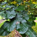 Tilia tomentosa