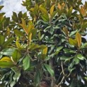 Magnolia grandiflora 'Galissonnière' - Foto 1