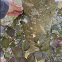 Fagus sylvatica 'Atropunicea' - 3