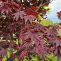 Acer palmatum 'Bloodgood' - 1