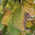Davidia involucrata - Foto 1