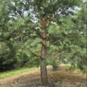 Pinus sylvestris - 8