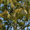Carpinus Henryana - 4