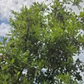Quercus ilex - 4
